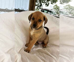 Labrador Retriever-Unknown Mix Dogs for adoption in Rustburg, VA, USA