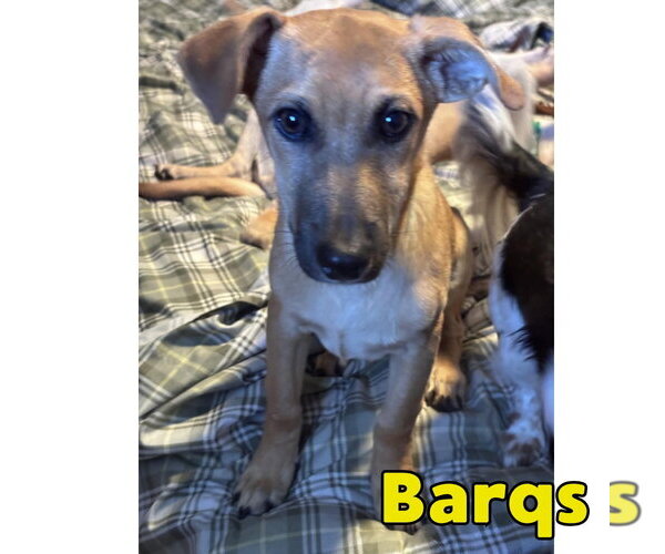 Medium Photo #11 Dachshund-Unknown Mix Puppy For Sale in San Antonio, TX, USA