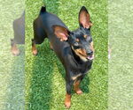 Small #1 Miniature Pinscher Mix