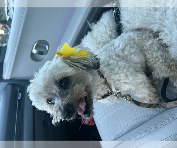 Medium Photo #4 Miniature Schnauzer-Poodle (Miniature) Mix Puppy For Sale in San Diego, CA, USA