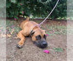 Small #10 Mastiff