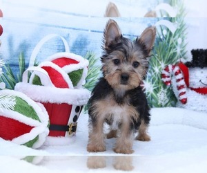 Yorkshire Terrier Puppy for sale in MARIETTA, GA, USA