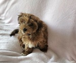 Small #8 Havanese
