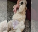 Puppy Yellow Goldendoodle
