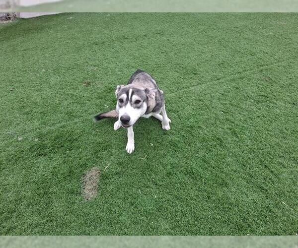 Medium Photo #1 Siberian Husky-Unknown Mix Puppy For Sale in Grand Prairie, TX, USA