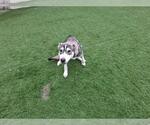 Small Siberian Husky Mix