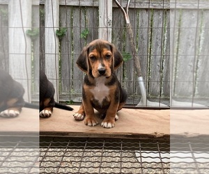 Beagle Puppy for sale in LAPEER, MI, USA