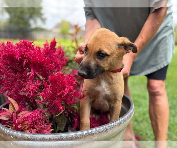 Medium Photo #3 Mutt Puppy For Sale in Stevens Point, WI, USA