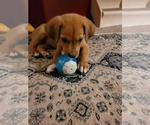 Small #2 Puggle
