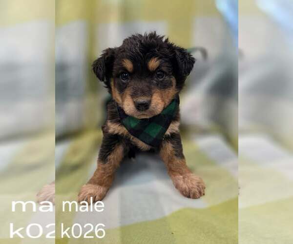 Medium Photo #1 Aussiedor Puppy For Sale in SHERBURNE, NY, USA
