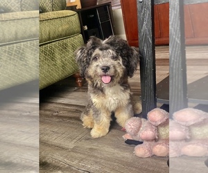 Shih Tzu-Unknown Mix Puppy for sale in DAYTON, OH, USA