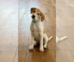 Small #1 Labrador Retriever Mix