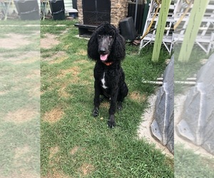 Poodle (Standard) Puppy for sale in AUGUSTA, GA, USA