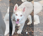 Small #1 Australian Shepherd-Huskies  Mix