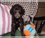 Small Photo #53 Australian Labradoodle Puppy For Sale in W FIELD, NC, USA