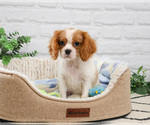 Small #4 Cavalier King Charles Spaniel