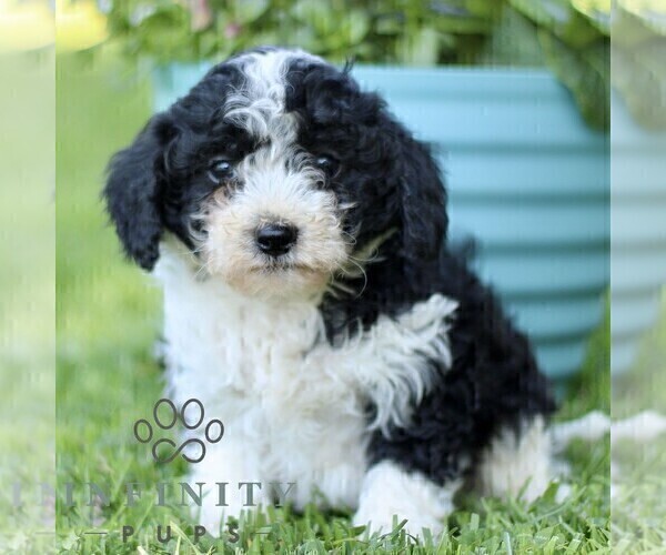 Medium Photo #1 Cavapoo (Miniature) Puppy For Sale in QUARRYVILLE, PA, USA