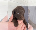 Small Photo #8 Labradoodle Puppy For Sale in ABILENE, KS, USA