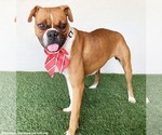 Small #1 Boxer Mix