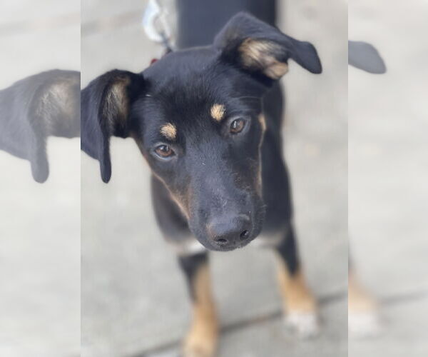 Medium Photo #3 Rat Terrier-Unknown Mix Puppy For Sale in Mount Laurel, NJ, USA