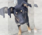 Small #2 Rat Terrier Mix