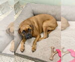Small #4 Boxer