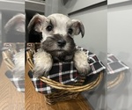 Small Photo #5 Schnauzer (Miniature) Puppy For Sale in FAIRFIELD, CA, USA