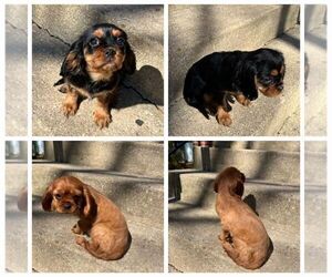 Cavalier King Charles Spaniel Puppy for sale in FORT WASHINGTON, MD, USA