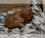 Small Photo #33 Golden Retriever Puppy For Sale in GREENWOOD, WI, USA