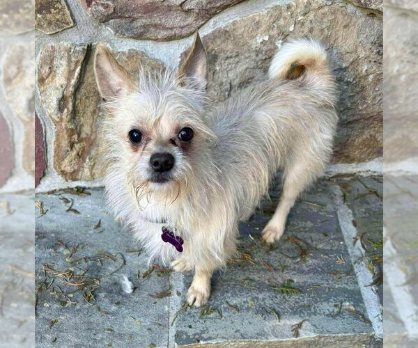 Medium Photo #1 Mutt Puppy For Sale in Spring Lake, NC, USA