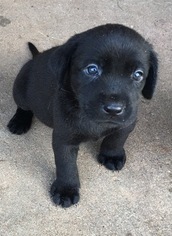 Labrador Retriever Puppy for sale in FORT SMITH, AR, USA