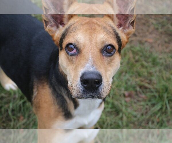 Medium Photo #1 Mutt Puppy For Sale in Jackson, MS, USA