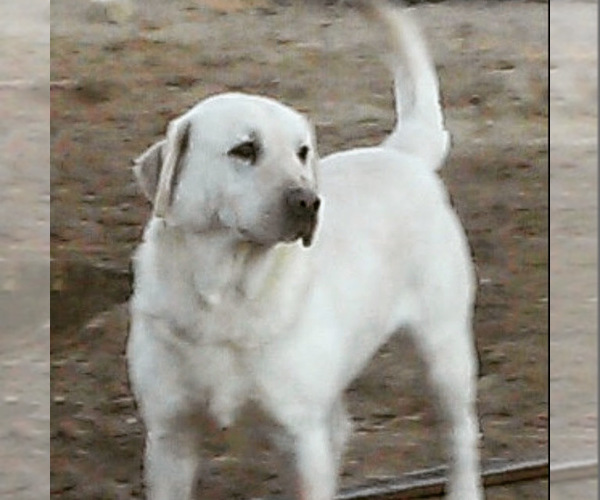 Medium Photo #1 Labrador Retriever Puppy For Sale in PALMDALE, CA, USA
