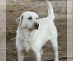 Small Photo #1 Labrador Retriever Puppy For Sale in PALMDALE, CA, USA
