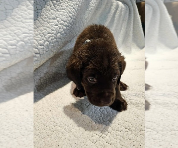 Medium Photo #4 Labrador Retriever Puppy For Sale in Gagetown, MI, USA