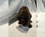 Small #3 Labrador Retriever