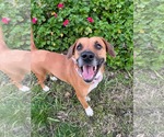 Small American Pit Bull Terrier Mix