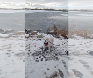 Mr Yuki - Male Great Pyrenees Dog for Adoption - Photo #2