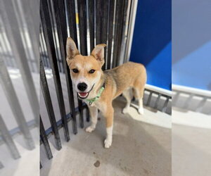 German Shepherd Dog-Unknown Mix Dogs for adoption in Santa Maria, CA, USA
