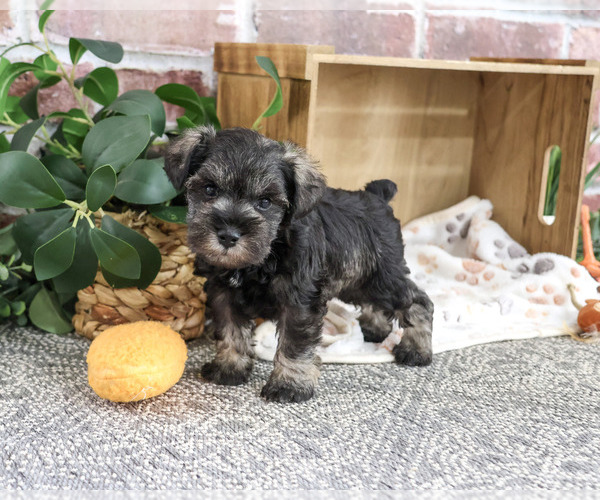 Medium Photo #4 Schnauzer (Miniature) Puppy For Sale in SYRACUSE, IN, USA