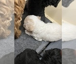Small Photo #5 Poodle (Miniature) Puppy For Sale in TIPPECANOE, IN, USA