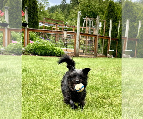 Medium Photo #4 Poodle (Miniature)-Unknown Mix Puppy For Sale in Milwaukie, OR, USA