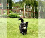Small #3 Poodle (Miniature) Mix
