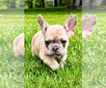 Small #3 French Bulldog