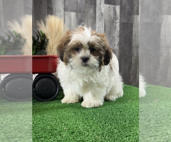 Medium Photo #3 Shih Tzu Puppy For Sale in CANOGA, NY, USA