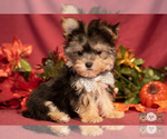 Small Photo #3 Morkie Puppy For Sale in SAFFORD, AZ, USA