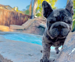 Small Photo #1 French Bulldog Puppy For Sale in CLARKSTON, MI, USA