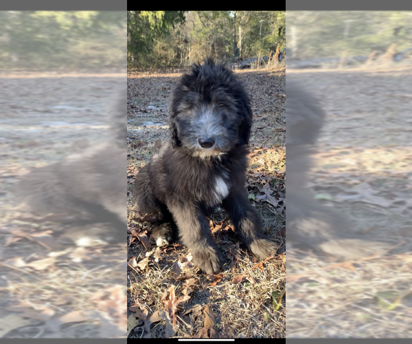 Medium Photo #3 Sheepadoodle Puppy For Sale in CENTURY, FL, USA