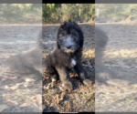 Small Photo #3 Sheepadoodle Puppy For Sale in CENTURY, FL, USA