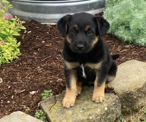 Shepradors Puppy for sale in MENTONE, IN, USA